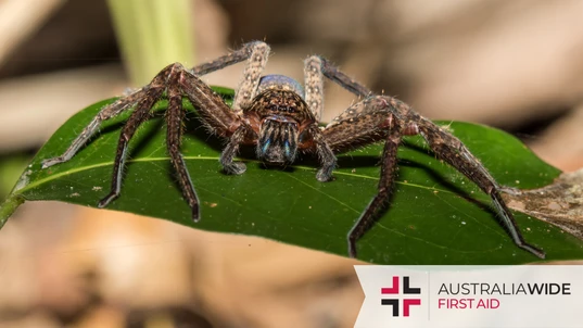 A large brown spider sitting on a green leaf